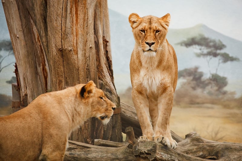 Safari Adventures