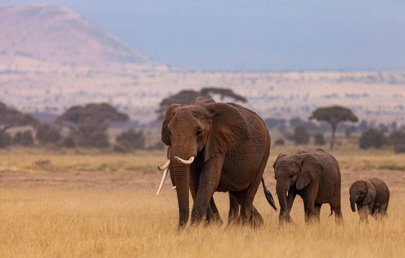 Safari Adventure